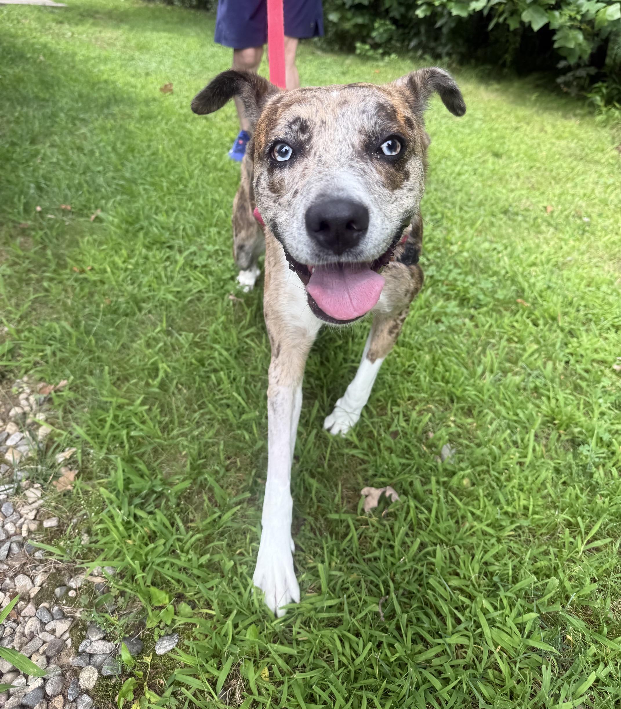 Enlarge Luna, a Adoptable mixed breed in Bloomfield, CT image 2/4