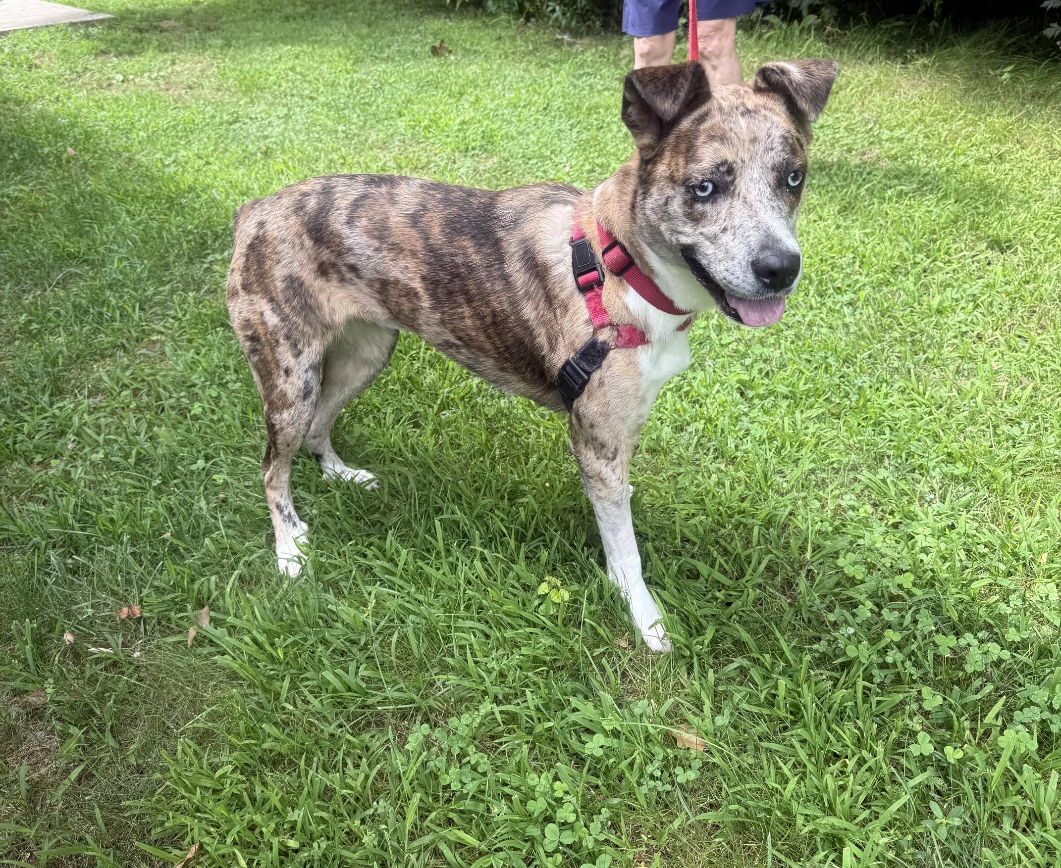 Luna, Adoptable, Adult Female Catahoula Leopard Dog.