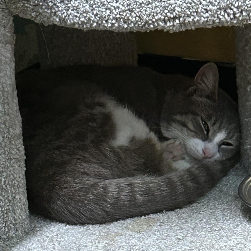 Enlarge Chaps, a Adoptable Domestic Short Hair in Springfield, MO image 1/6