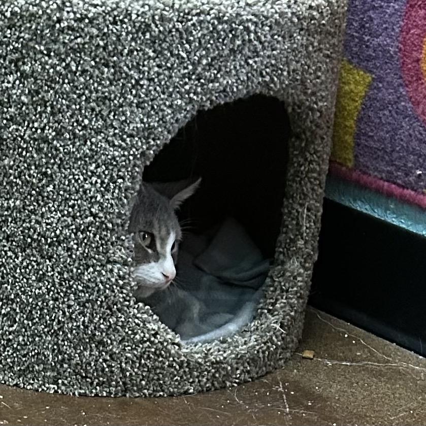 Enlarge Chaps, a Adoptable Domestic Short Hair in Springfield, MO image 2/6