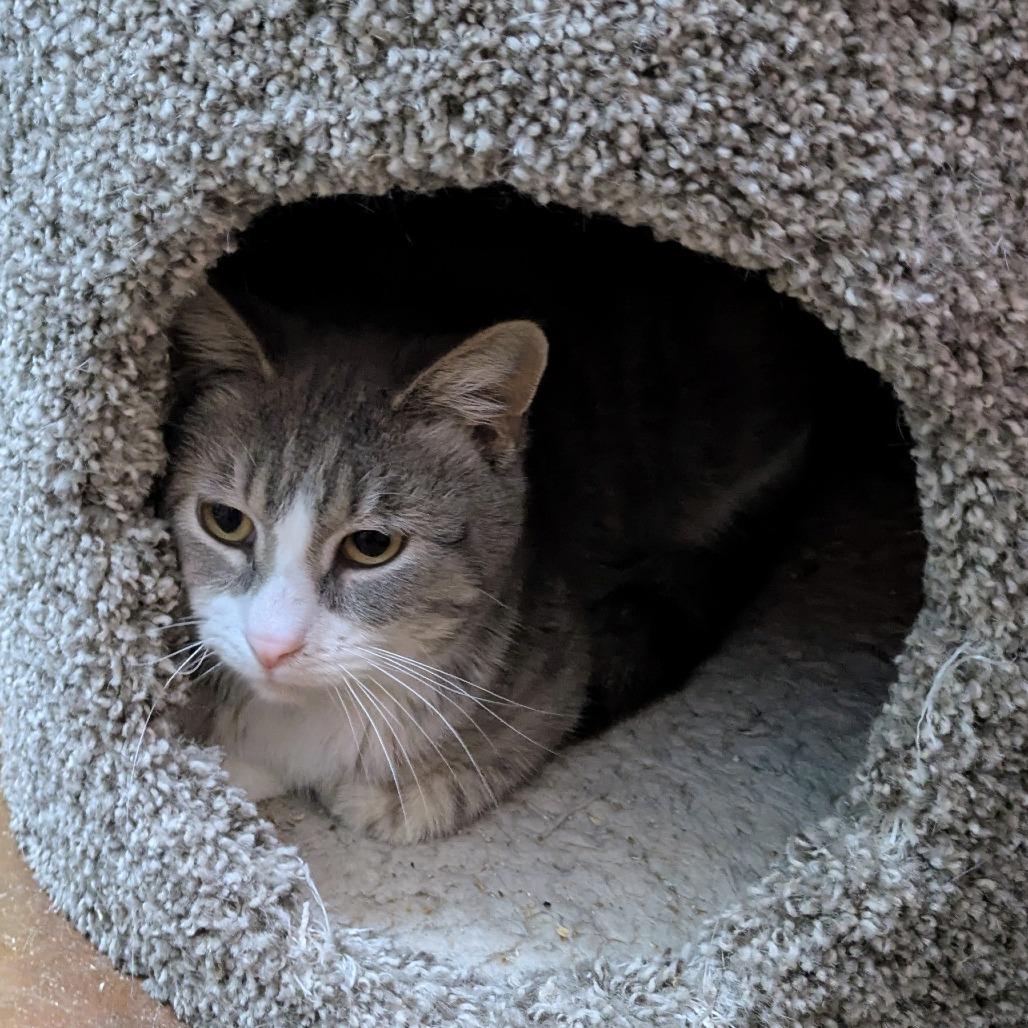 Enlarge Chaps, a Adoptable Domestic Short Hair in Springfield, MO image 3/6