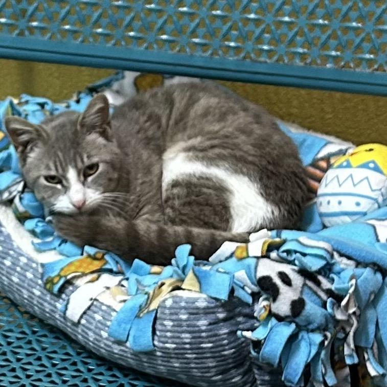 Enlarge Chaps, a Adoptable Domestic Short Hair in Springfield, MO image 4/6