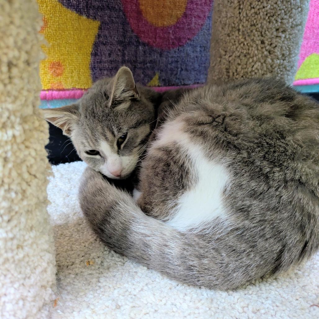 Enlarge Chaps, a Adoptable Domestic Short Hair in Springfield, MO image 5/6