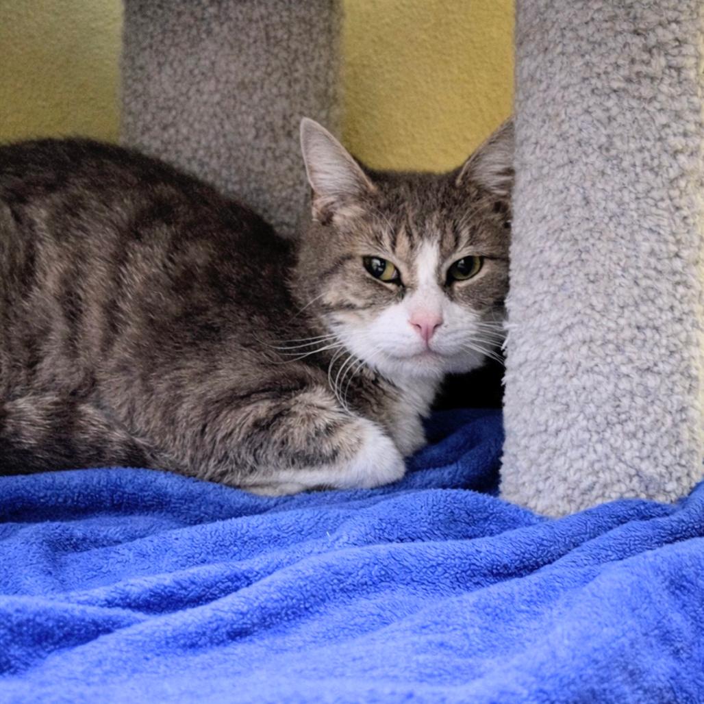 Enlarge Chaps, a Adoptable Domestic Short Hair in Springfield, MO image 6/6