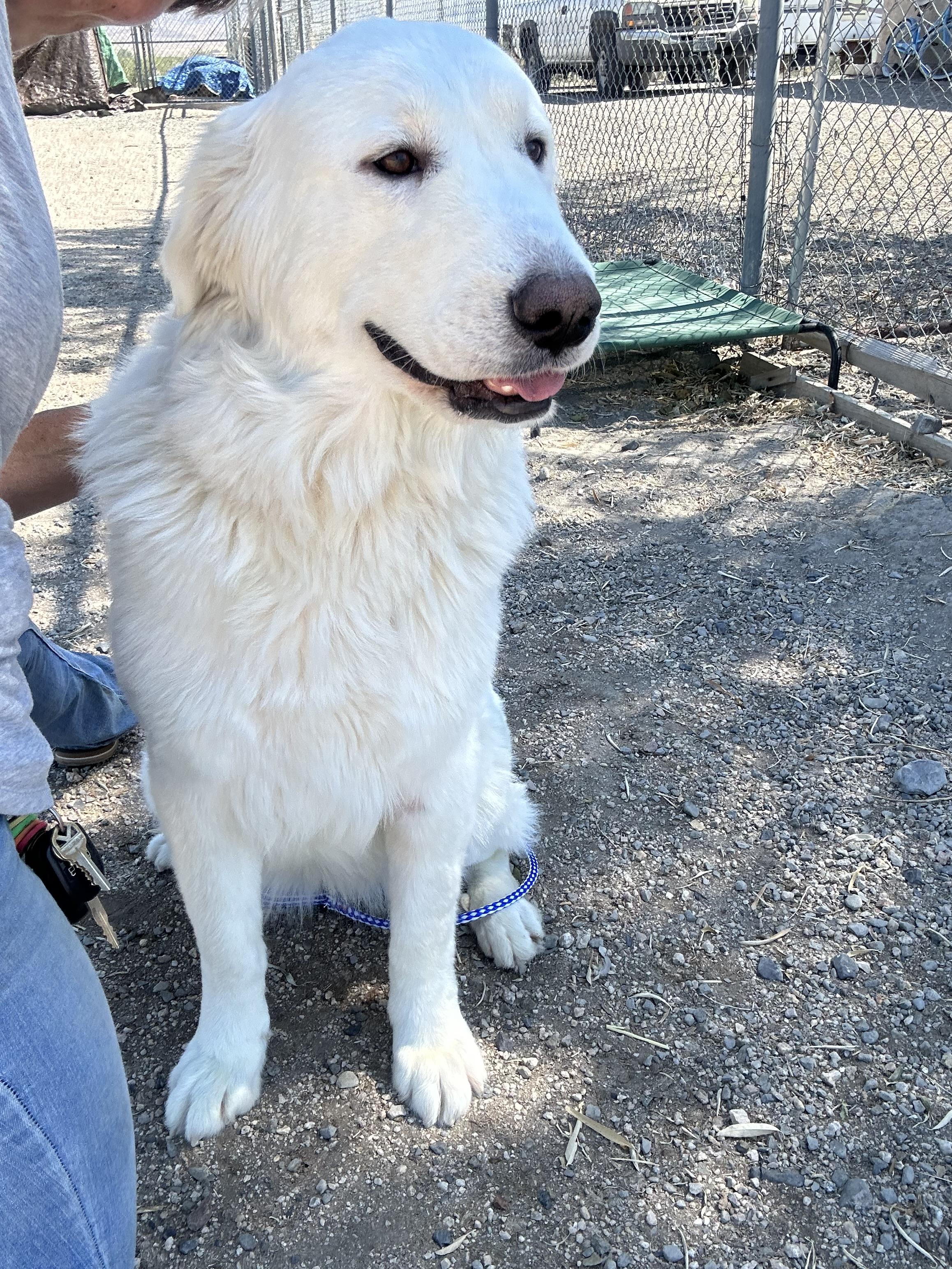 Snow, Adopted, Adult Female Great Pyrenees.