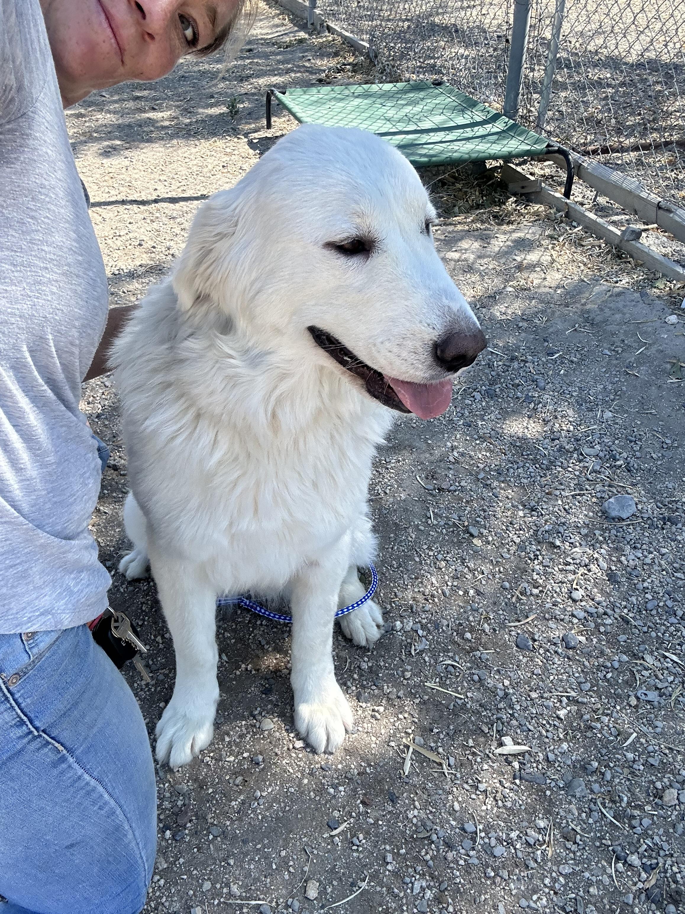 Enlarge Snow, a Adopted Great Pyrenees in Lovelock, NV image 3/6