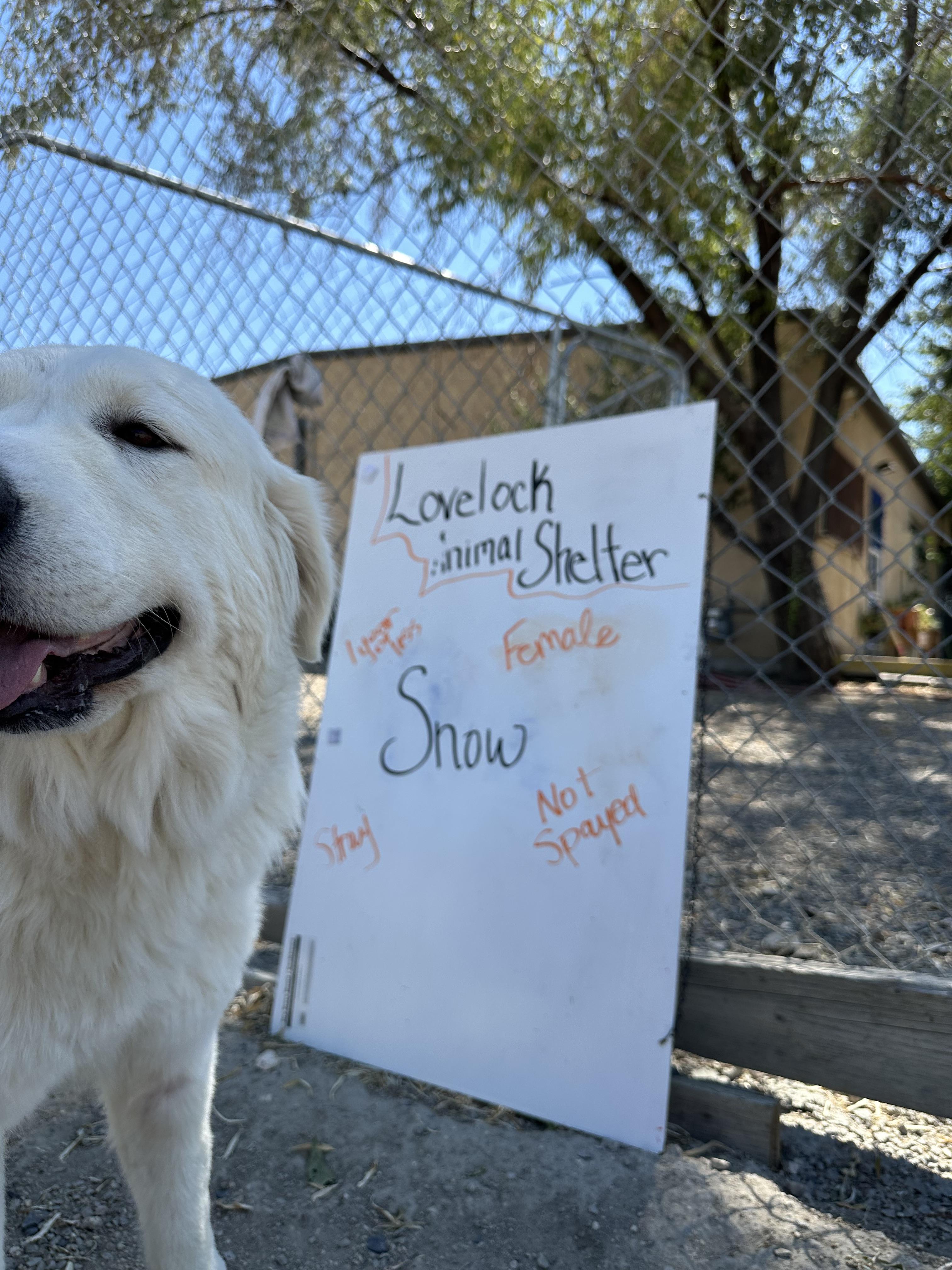 Enlarge Snow, a Adopted Great Pyrenees in Lovelock, NV image 4/6