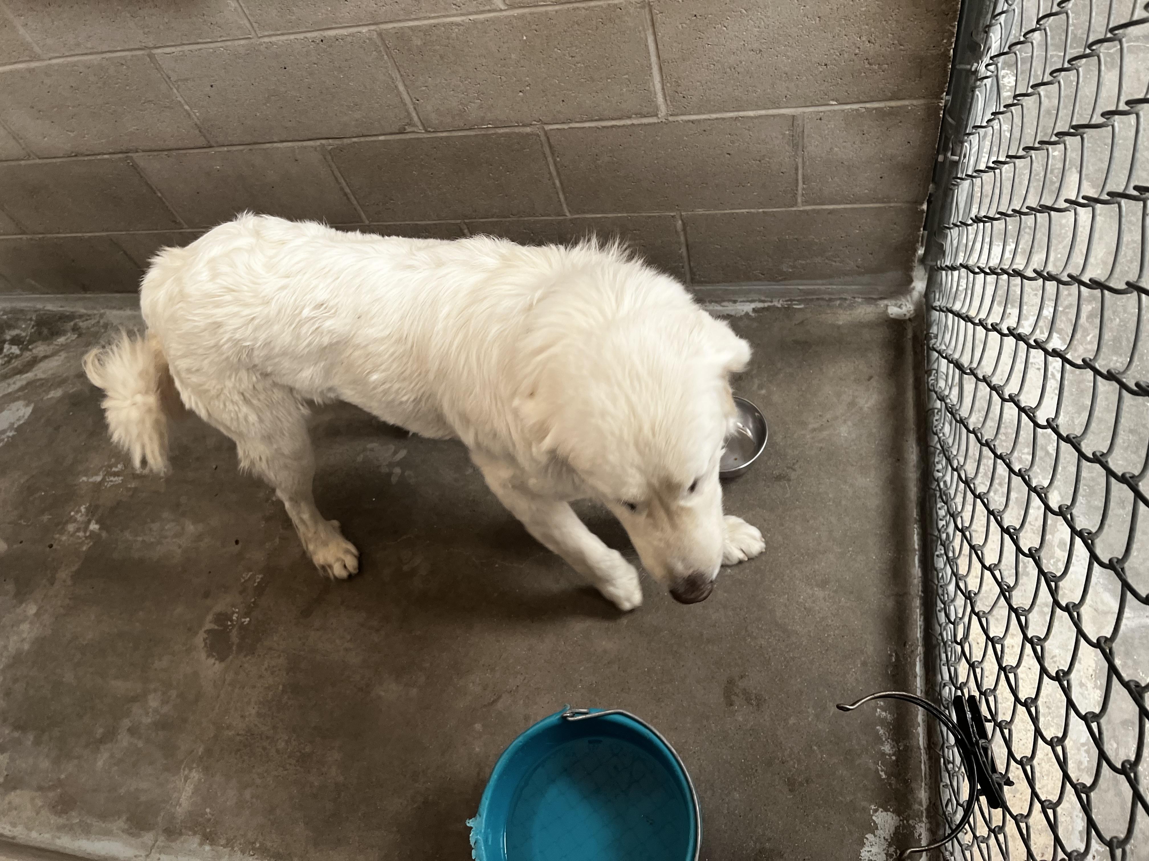 Enlarge Snow, a Adopted Great Pyrenees in Lovelock, NV image 5/6