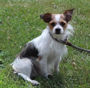 Taquito (12150), a ADOPTABLE mixed breed in Heath, OH image 2/2
