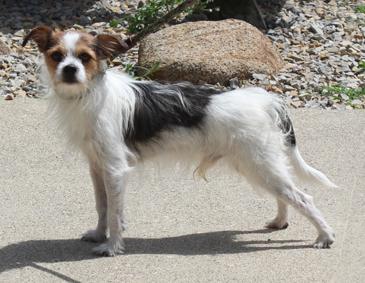 Taquito (12150), ADOPTABLE, Adult Male Terrier.