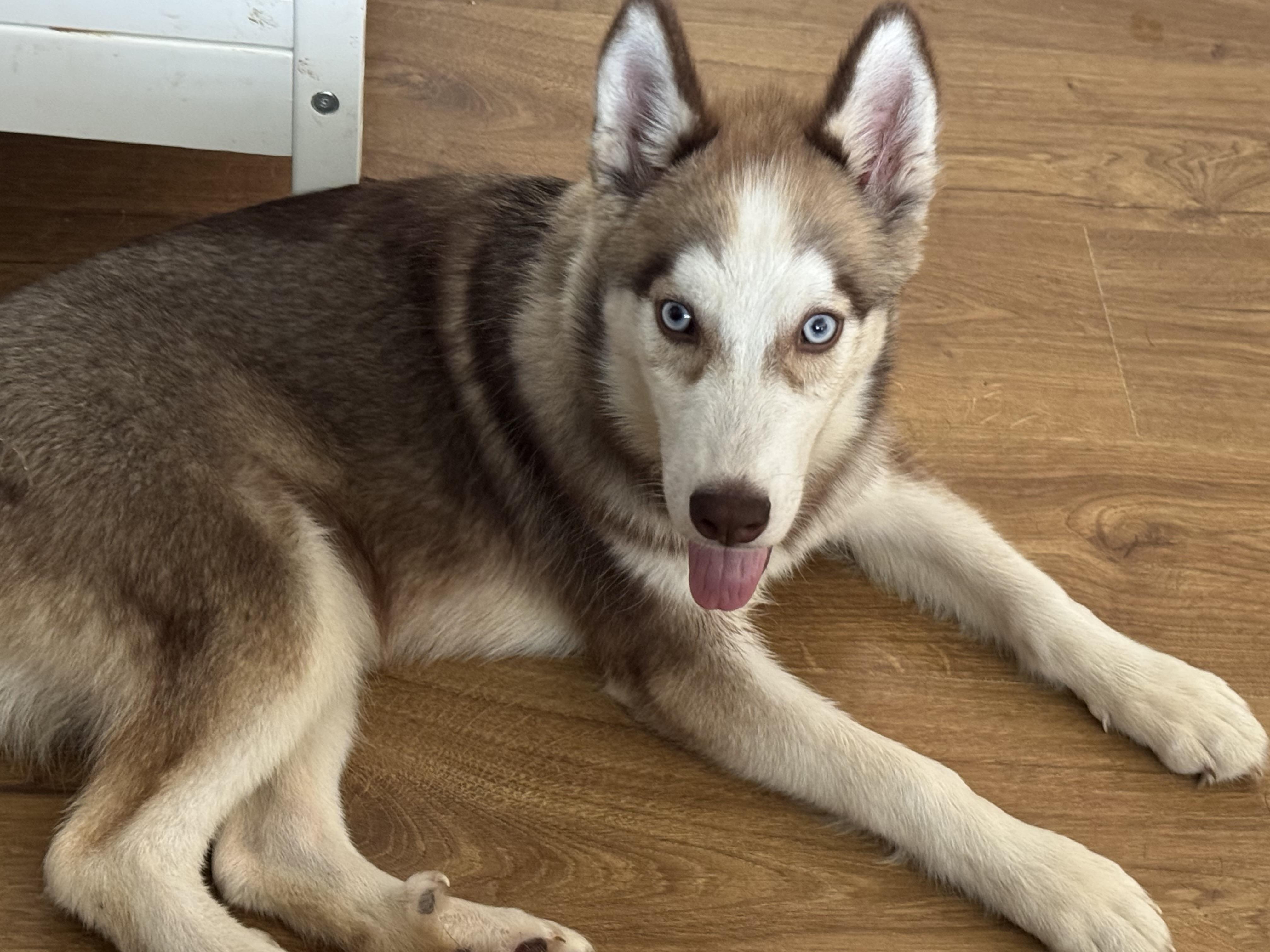 Rosie, a ADOPTABLE Husky in North Freedom, WI image 1/2
