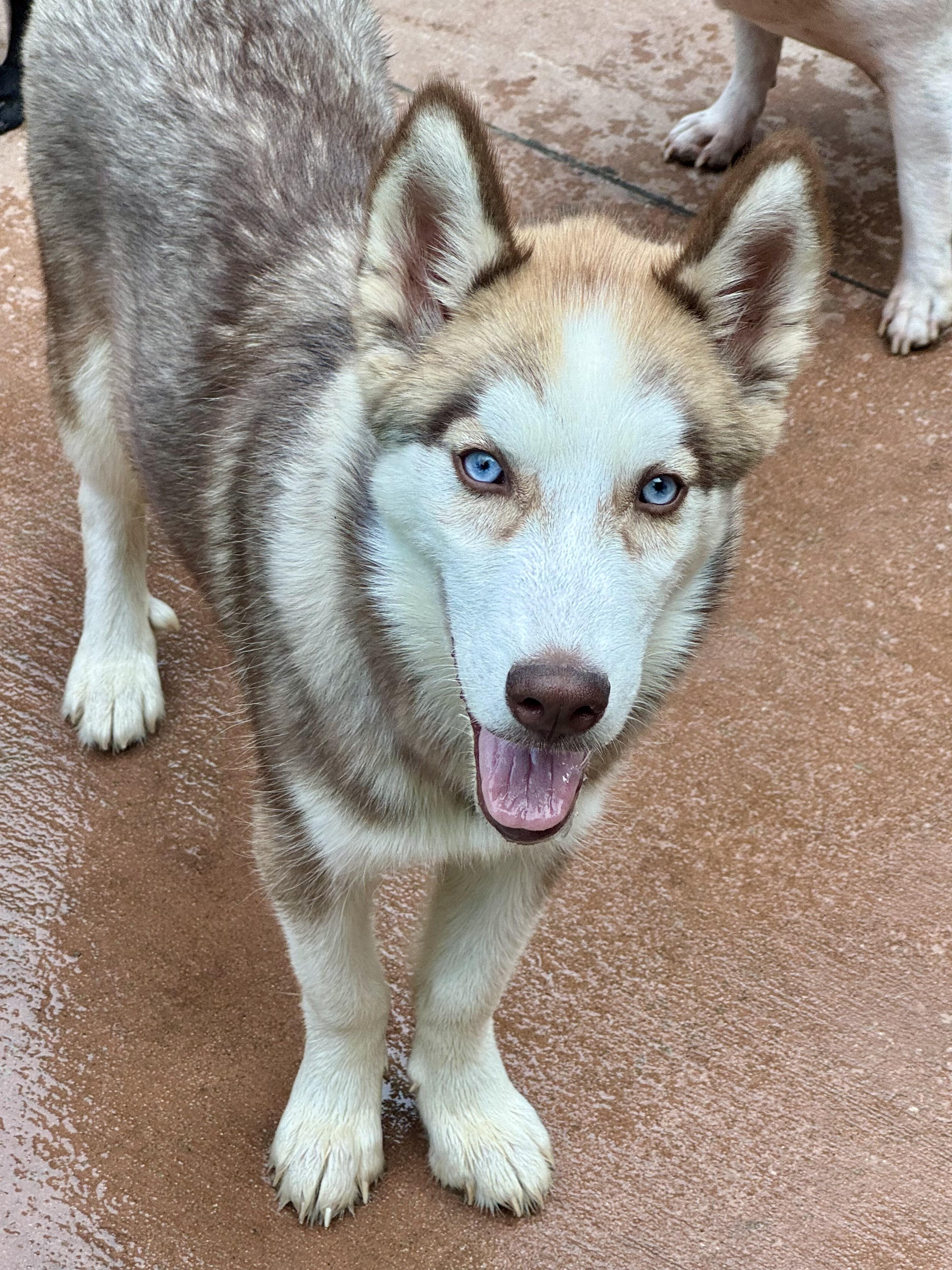 Rosie, a ADOPTABLE Husky in North Freedom, WI image 2/2