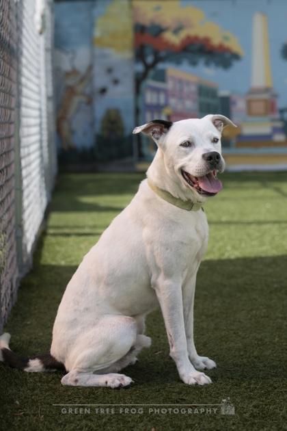 Buddy, Adoptable, Adult Male Mixed Breed & Mixed Breed.