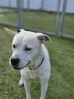 Enlarge Buddy, a Adoptable mixed breed in Savannah, GA image 1/3