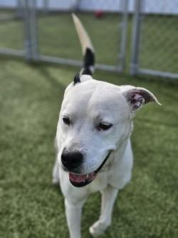 Enlarge Buddy, a Adoptable mixed breed in Savannah, GA image 2/3