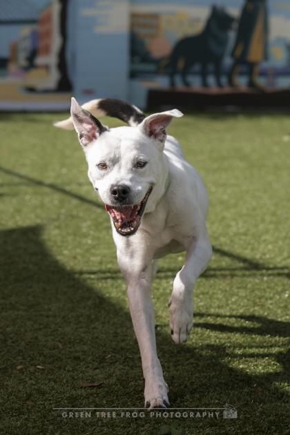 Enlarge Buddy, a Adoptable mixed breed in Savannah, GA image 2/3