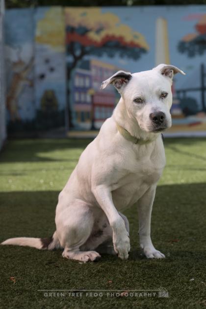 Enlarge Buddy, a Adoptable mixed breed in Savannah, GA image 3/3