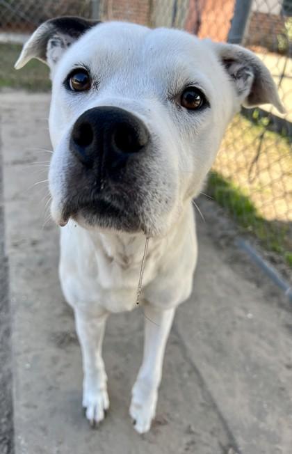 Enlarge Buddy, a Adoptable mixed breed in Savannah, GA image 3/3