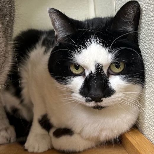 Gracie (Bonded w/ Luna) Front Declawed