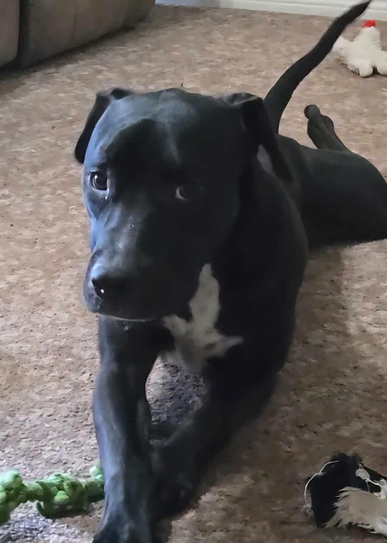 Enlarge Bluey, a Adoptable mixed breed in silverdale, WA image 4/4