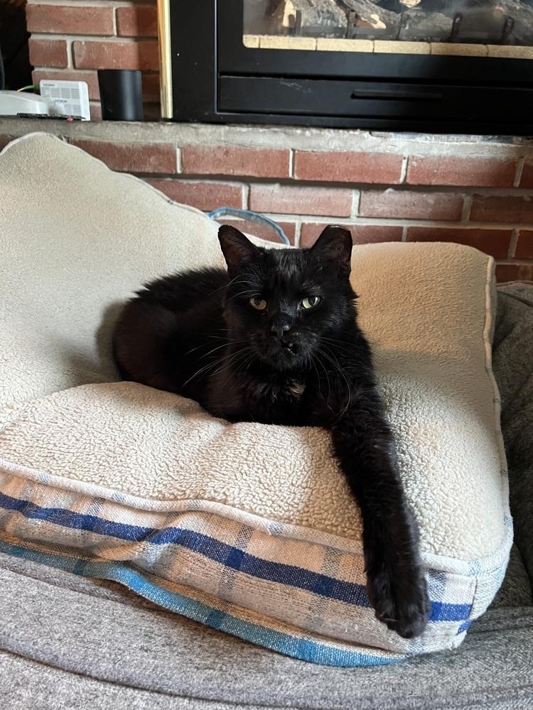 Grasshopper (26-207 C), Adoptable, Senior Male Domestic Medium Hair.