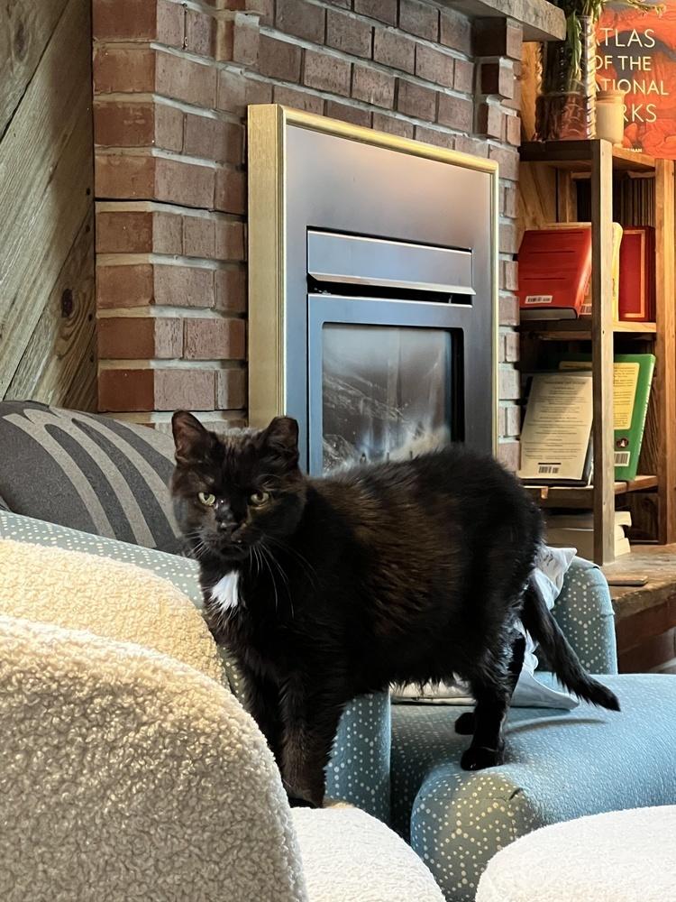 Enlarge Grasshopper (26-207 C), a Adoptable Domestic Medium Hair in Lansing, MI image 2/4