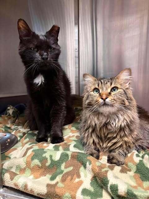 Enlarge Grasshopper (26-207 C), a Adoptable Domestic Medium Hair in Lansing, MI image 4/4
