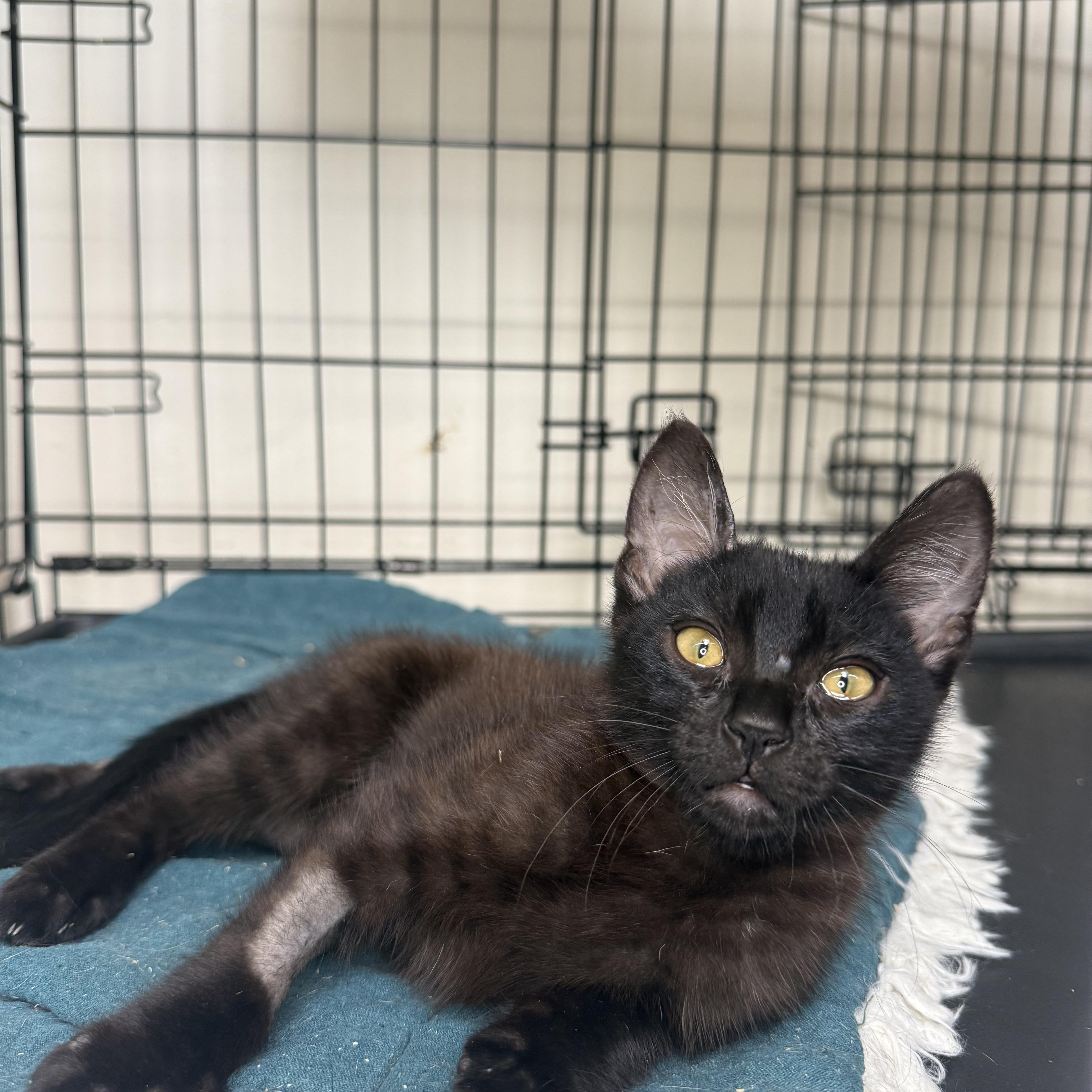Enlarge Zebra, a ADOPTABLE Domestic Short Hair in Santa Monica, CA image 2/3