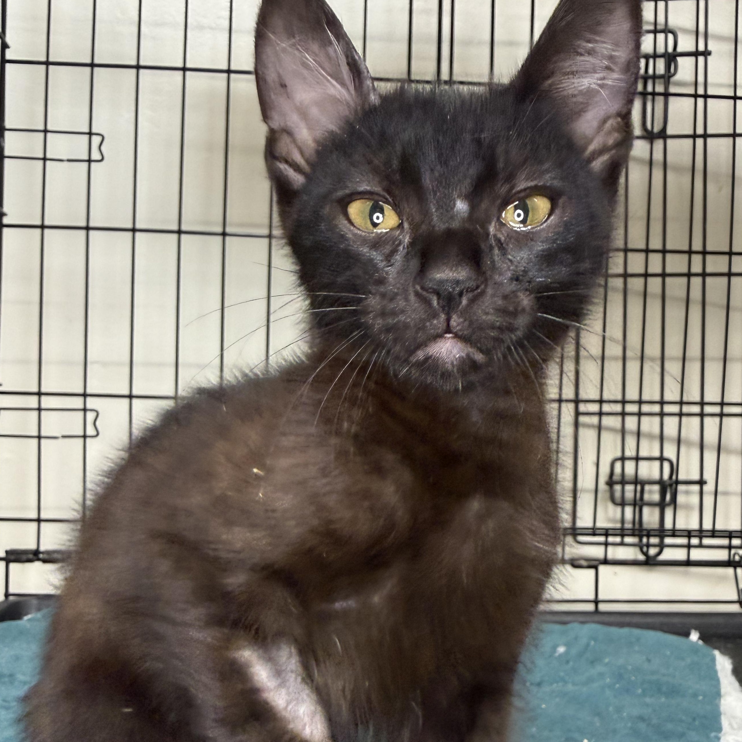 Zebra, ADOPTABLE, Kitten Male Domestic Short Hair.