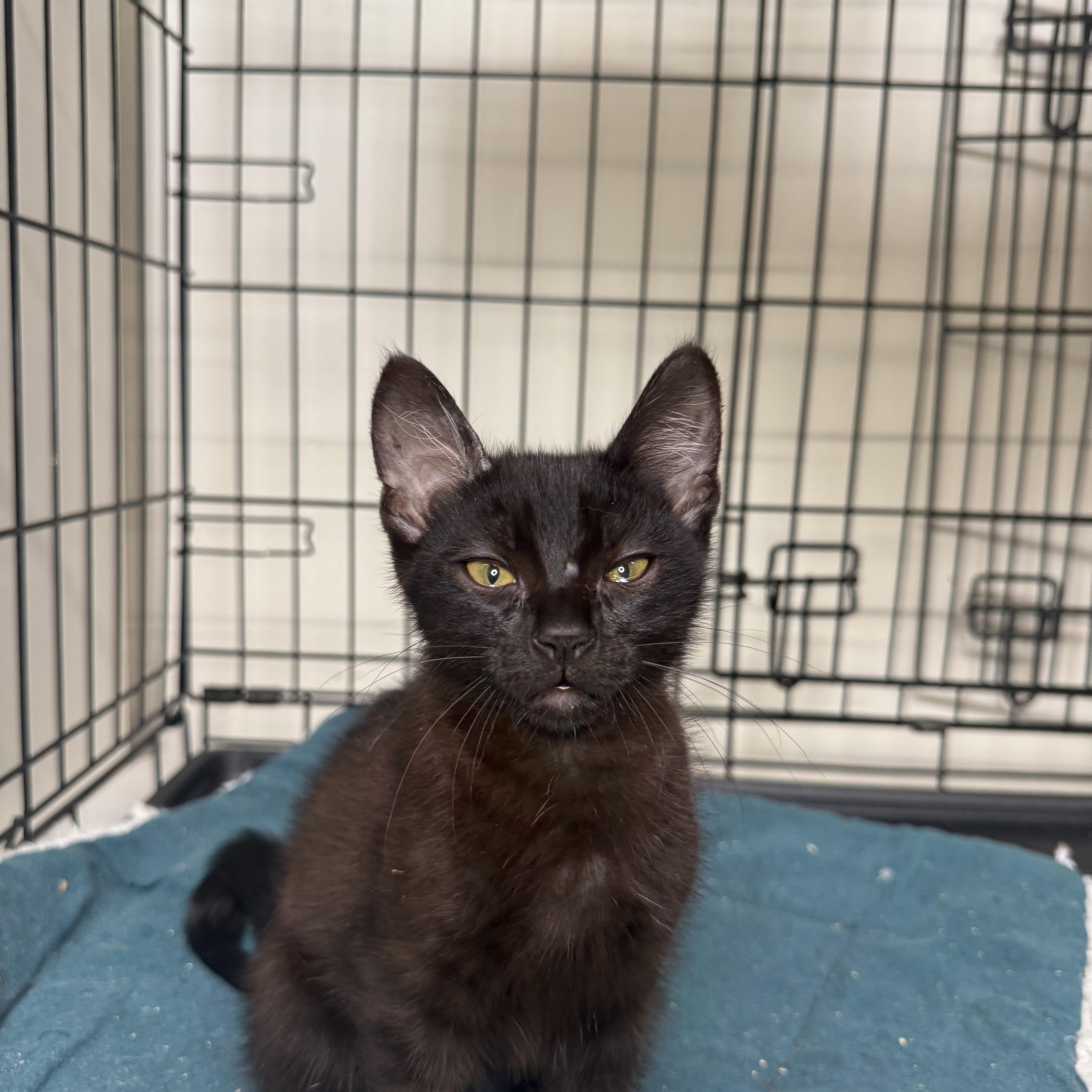 Enlarge Zebra, a ADOPTABLE Domestic Short Hair in Santa Monica, CA image 3/3