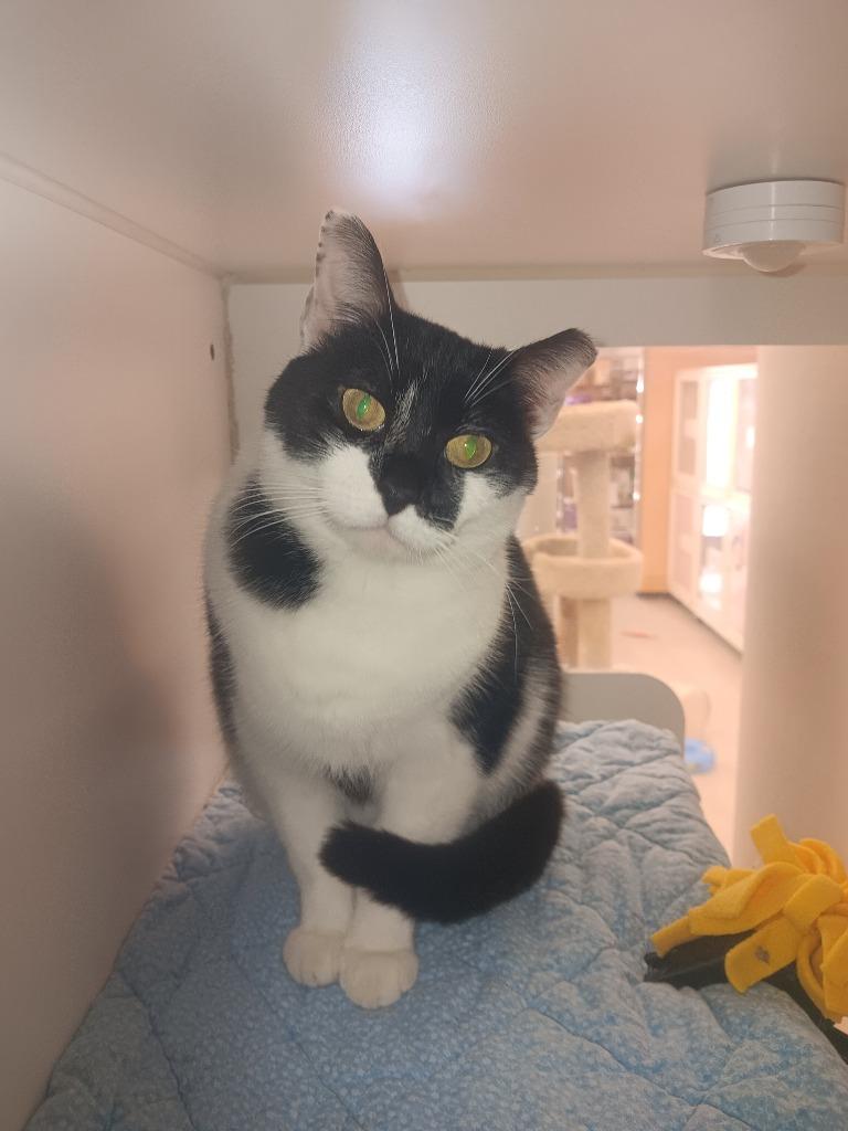 Gretel, Adoptable, Adult Female Domestic Short Hair.