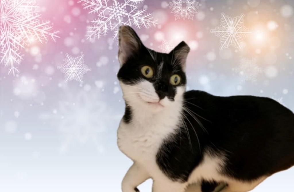 Gretel, a Adoptable mixed breed in Cincinnati, OH image 2/6