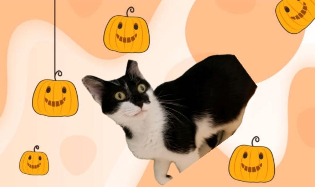 Gretel, a Adoptable mixed breed in Cincinnati, OH image 4/6