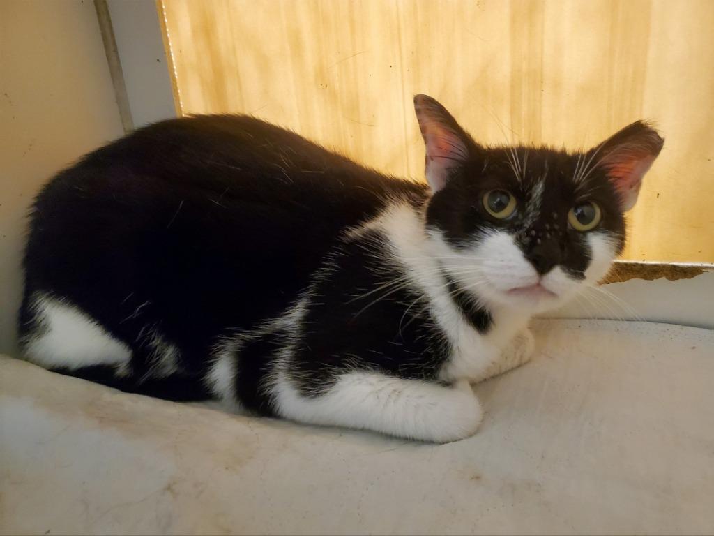 Gretel, a Adoptable mixed breed in Cincinnati, OH image 5/6