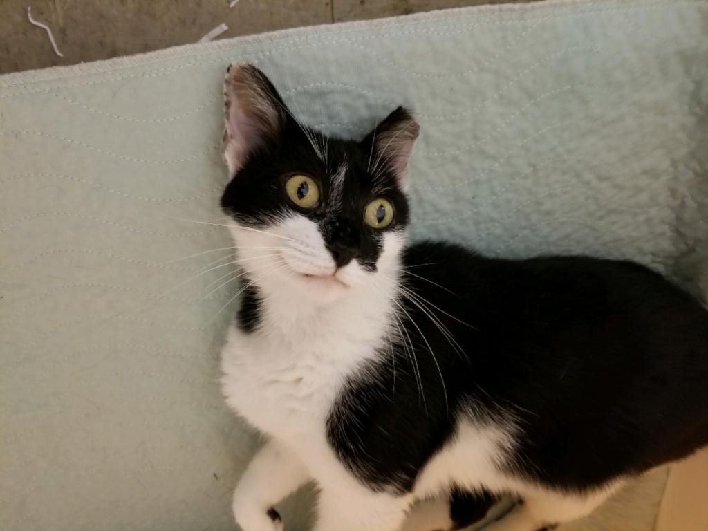 Enlarge Gretel, a Adoptable mixed breed in Cincinnati, OH image 2/6