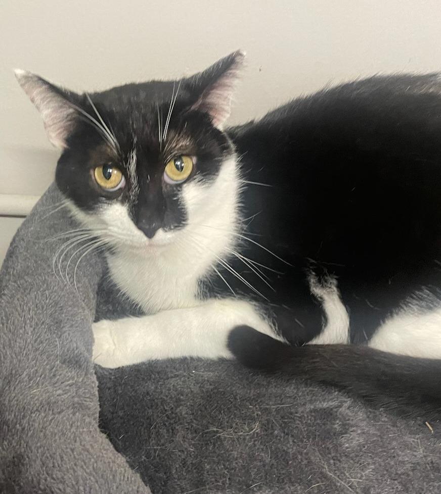 Enlarge Gretel, a Adoptable mixed breed in Cincinnati, OH image 3/6