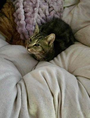 Enlarge Jimmy, a Adoptable Domestic Short Hair in Williamsport, PA image 2/3