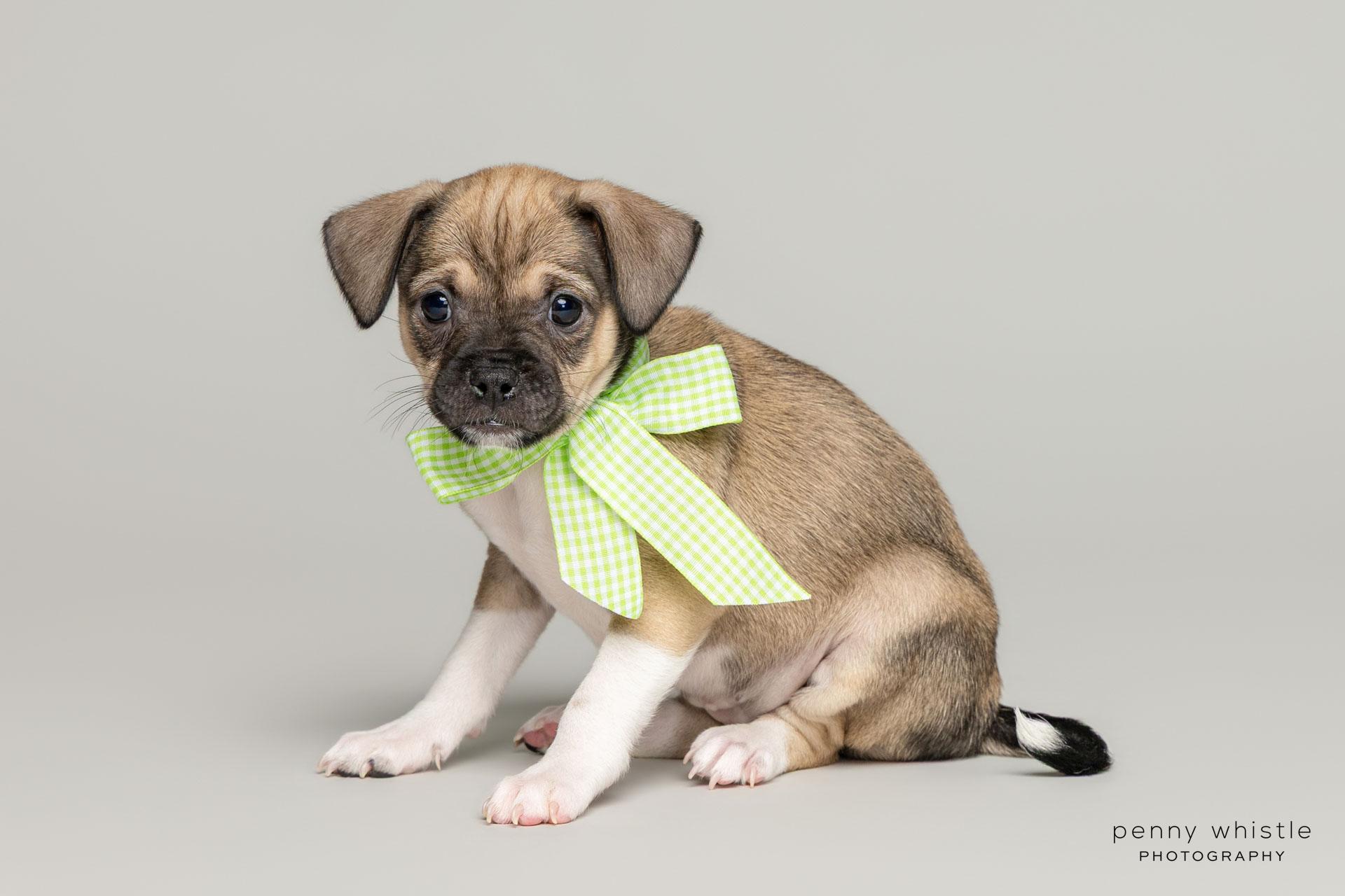 Joan Jett, Adoptable, Puppy Female Terrier.