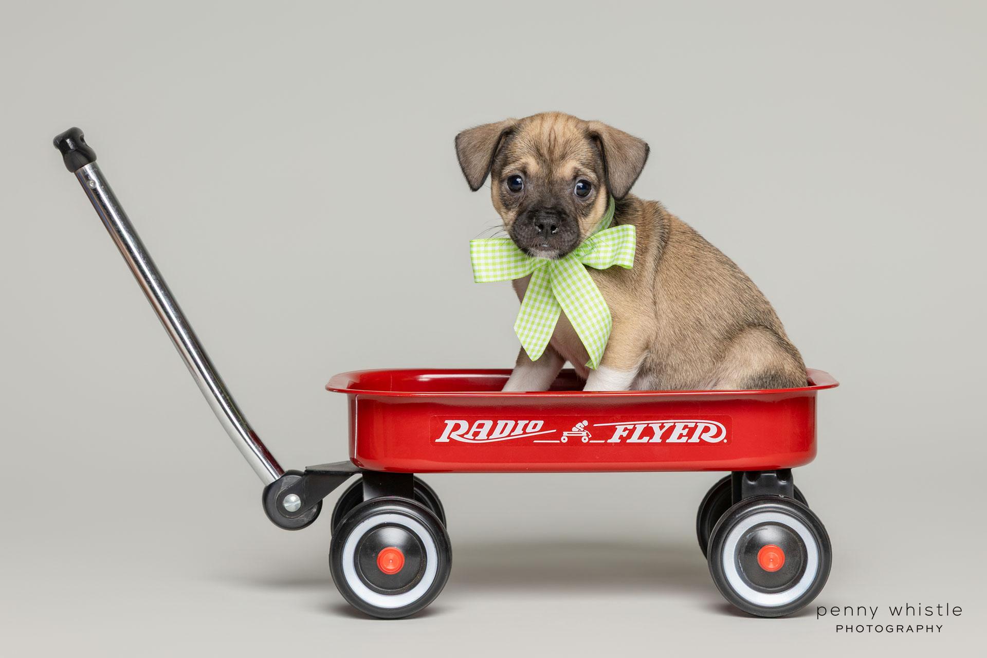Joan Jett, a Adoptable mixed breed in Coppell, TX image 2/3