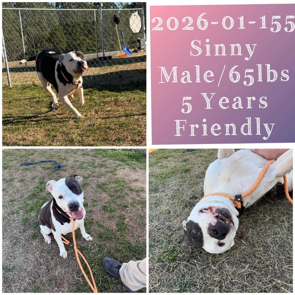 Enlarge 2026-01-155 *Sinny*, a Adoptable Pit Bull Terrier in Winder, GA image 1/1