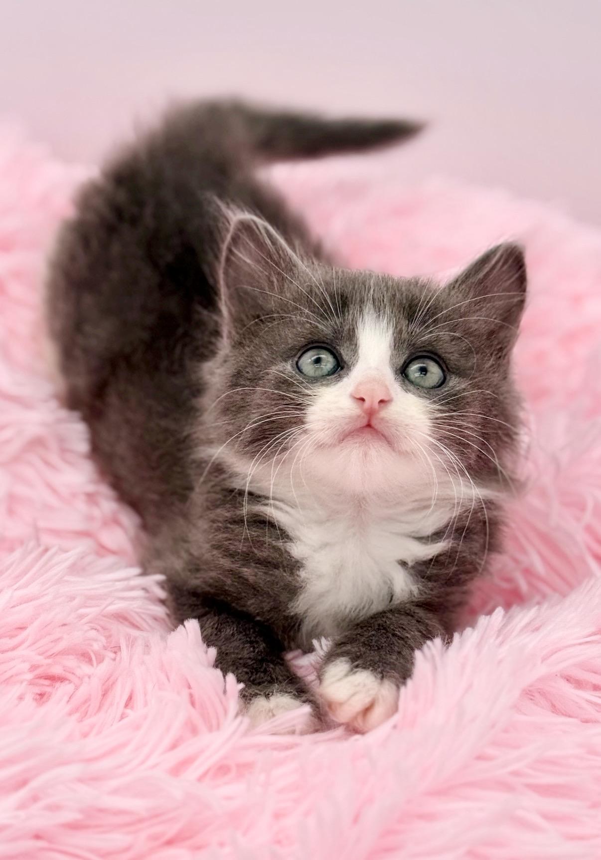 Moon Song, an adopted Ragdoll in Covington, LA image 5/6