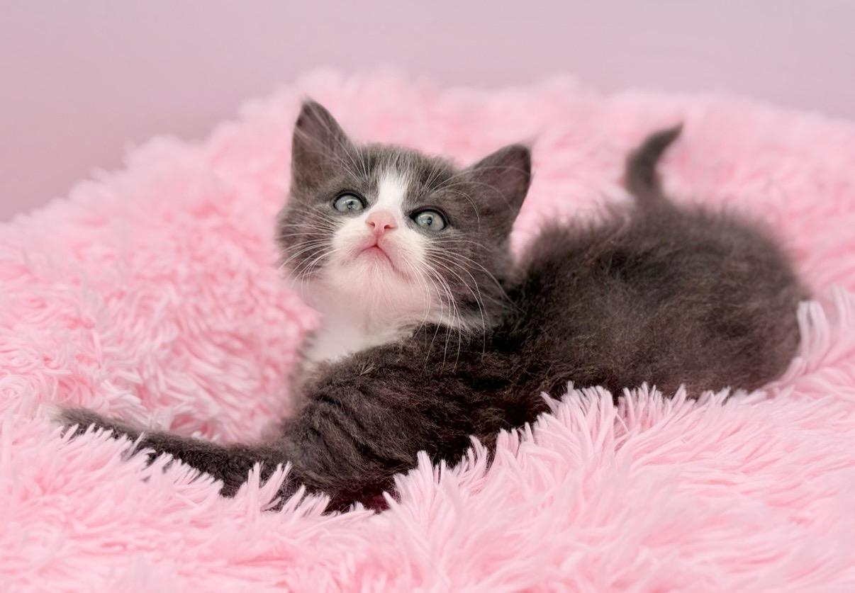 Moon Song, an adopted Ragdoll in Covington, LA image 6/6