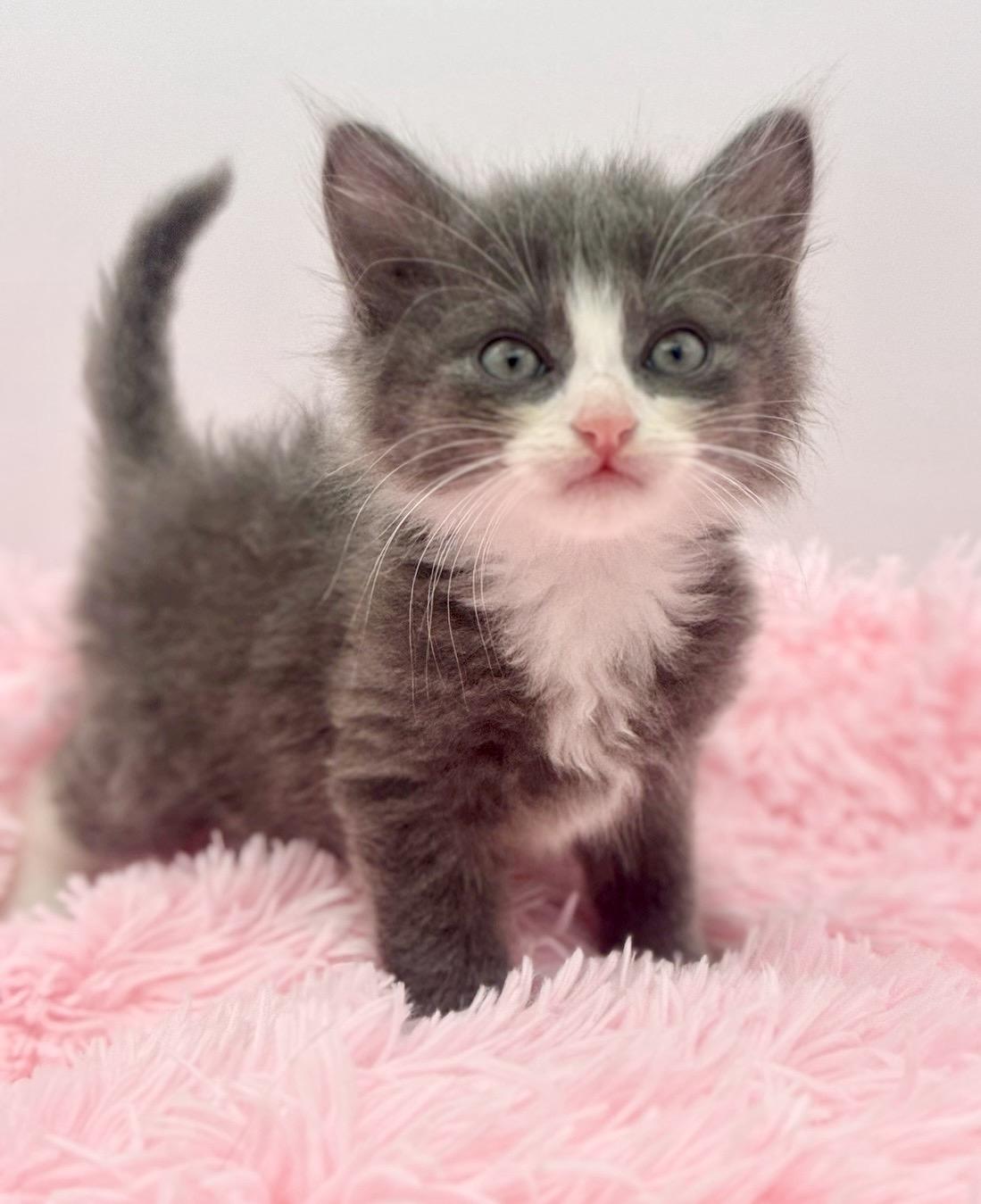 Moon Song, an adopted Ragdoll in Covington, LA image 3/6