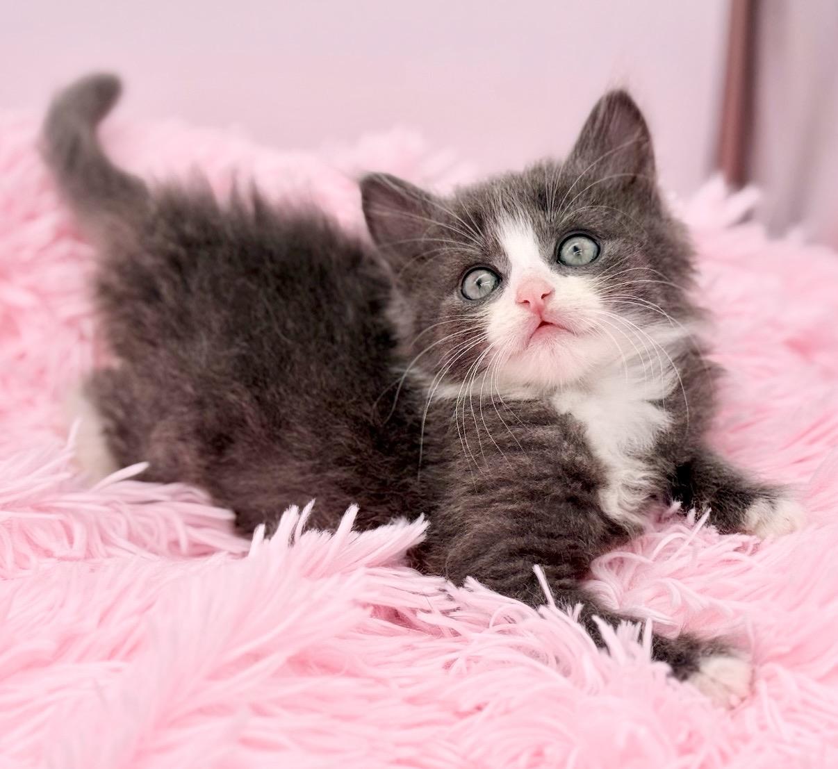 Moon Song, an adopted Ragdoll in Covington, LA image 2/6