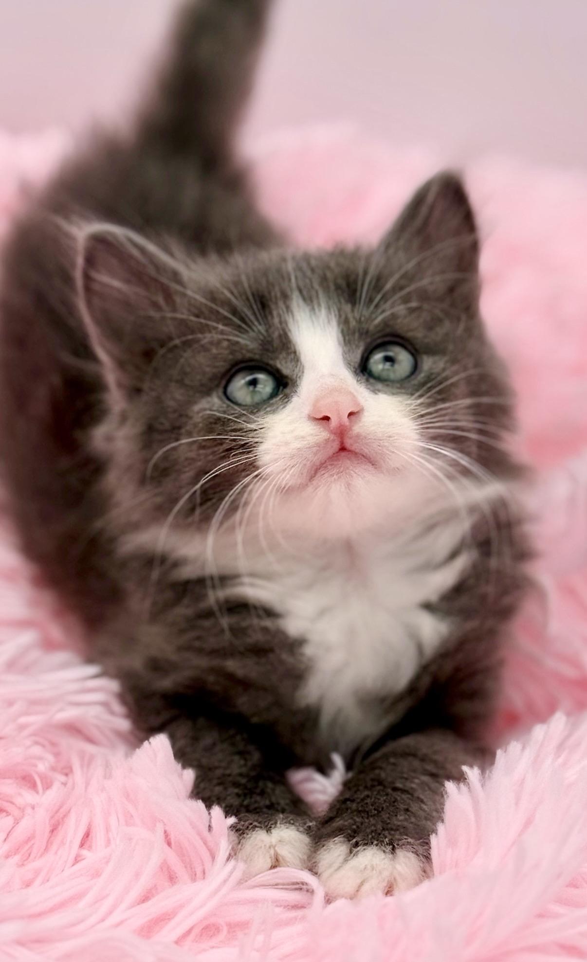 Moon Song, an adopted Ragdoll in Covington, LA image 1/6