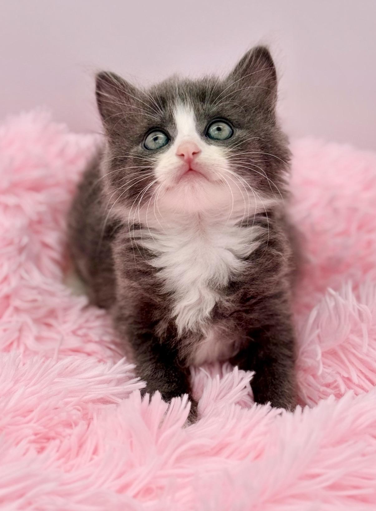 Moon Song, an adopted Ragdoll in Covington, LA image 4/6