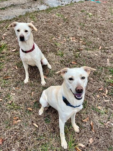 Pearl, Adoptable, Adult Female Labrador Retriever.