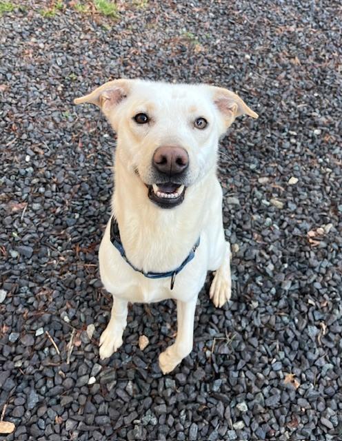 Enlarge Pearl, a Adoptable mixed breed in Mocksville, NC image 2/6