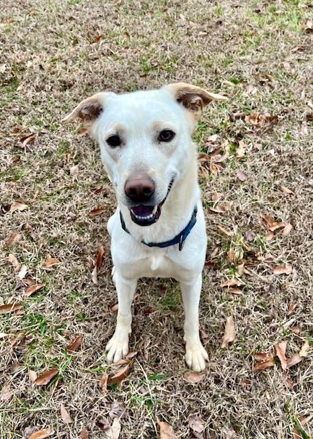 Enlarge Pearl, a Adoptable mixed breed in Mocksville, NC image 3/6