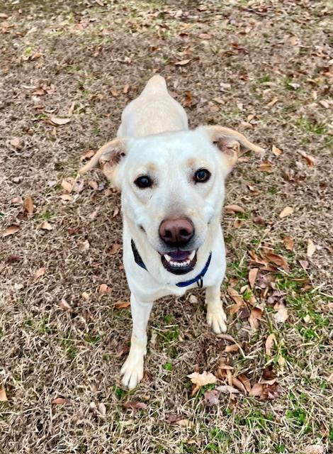 Enlarge Pearl, a Adoptable mixed breed in Mocksville, NC image 5/6